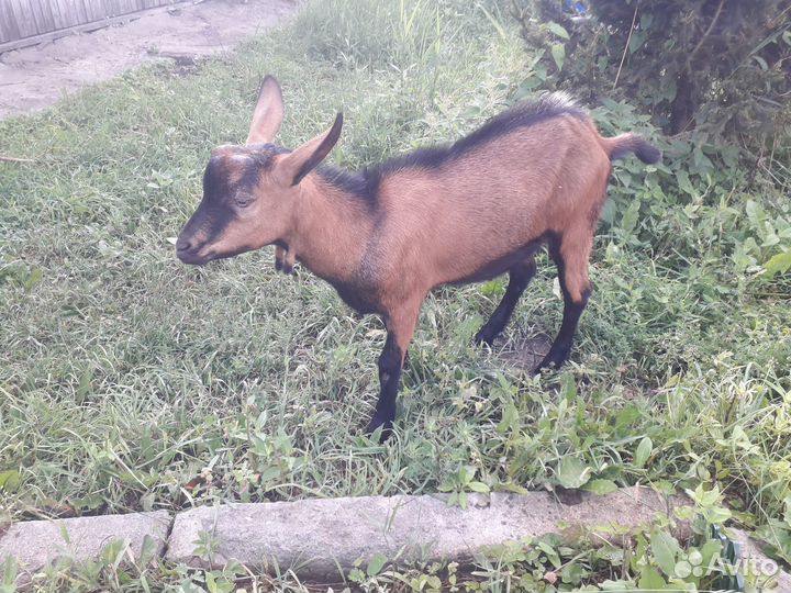 Продам козлят