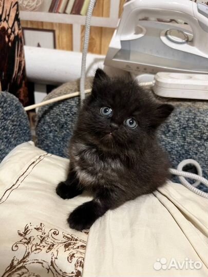 Черный котенок бесплатно