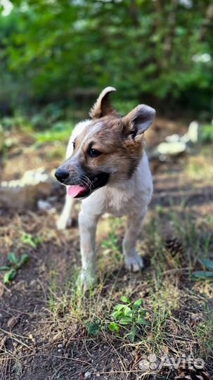 Щенок в добрые руки