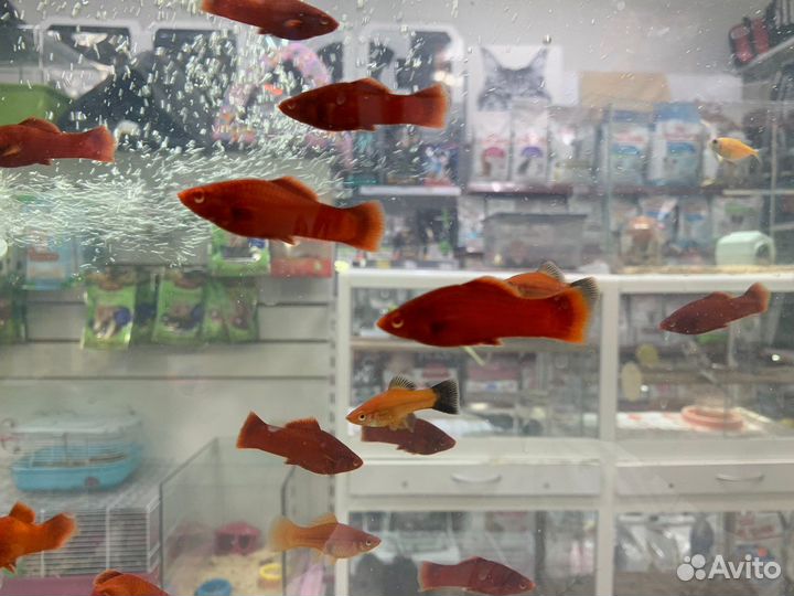 Аквариумные рыбки