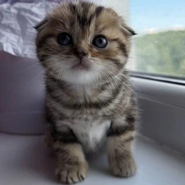 Шотландский вислоухий короткошёрстный котёнок