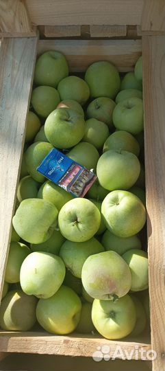 Продам яблоки