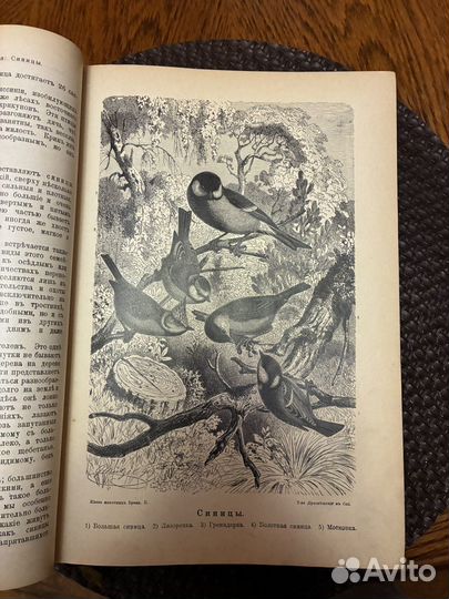 Книга «Жизнь животных» Брэма, 2 том (1896)