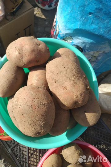 Картофель, щавель, помидоры, огурцы, лечо, капуста