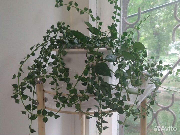 Дисхидия миллион сердец