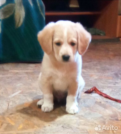 Щенки помесь