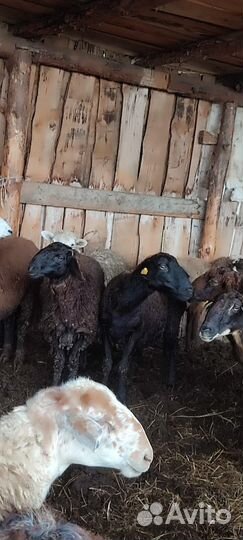 Бараны и овечки