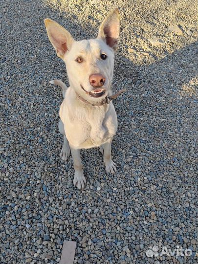 Умница Хелли