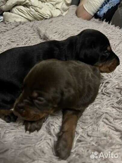 Щенки Добермана