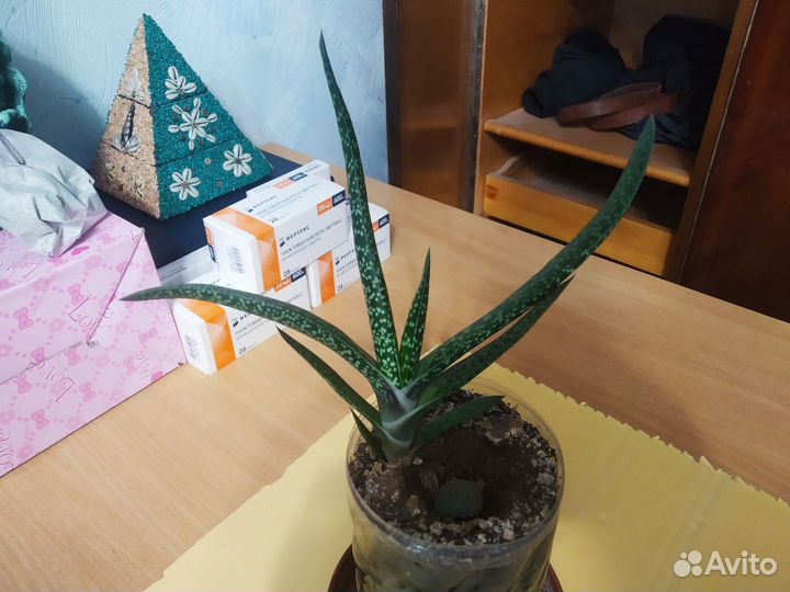 Суккуленты