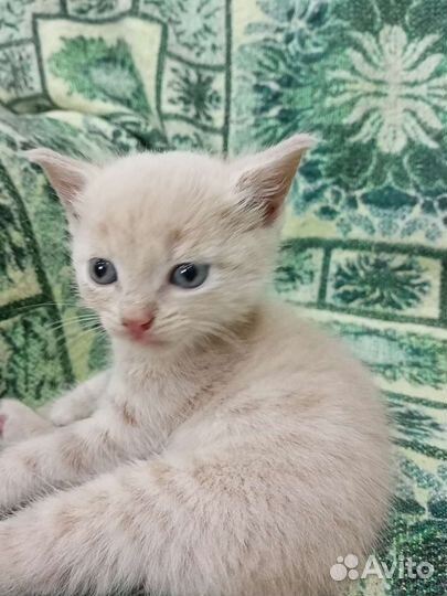 Рыжие малыши