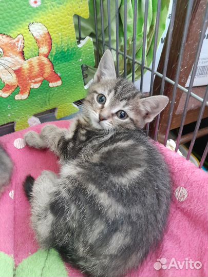 Котенок девочка 1,5 месяца