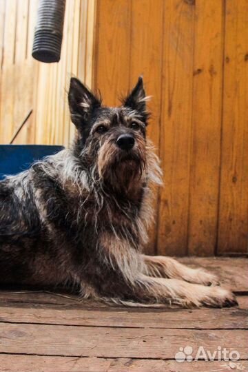 Собака-компаньон Найда в добрые руки