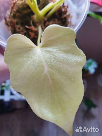 Филодендрон Gold Satin