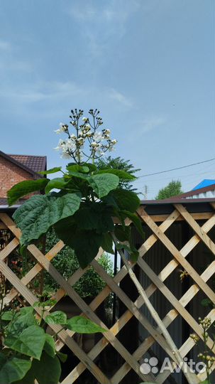 Семена. Люффа, Катальпа,Мирабилис,Лавандир Глицини