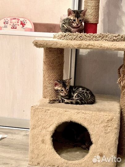 Бенгальские котята