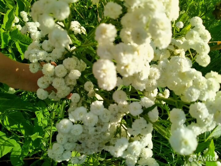 Гипсофила/ тысячелистник