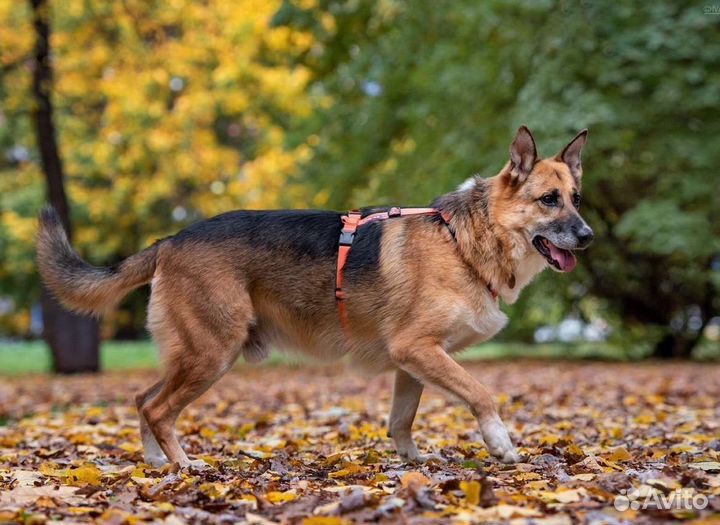 Юджин - метис овчарки
