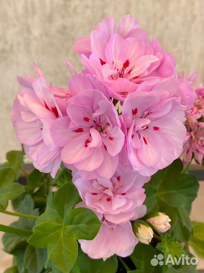 Ю Юха пеларгония