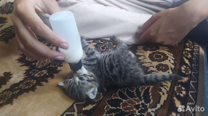 Шотландская