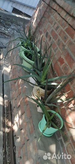 Алоэ лечебный