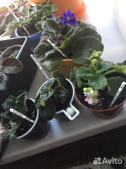 Фиалки сортовые