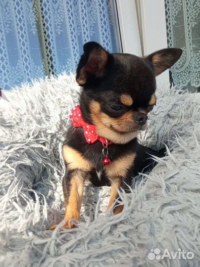 Вязка. Чемпион. кобель мини