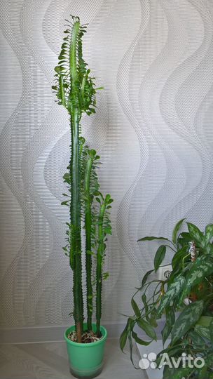 Кактус молочай