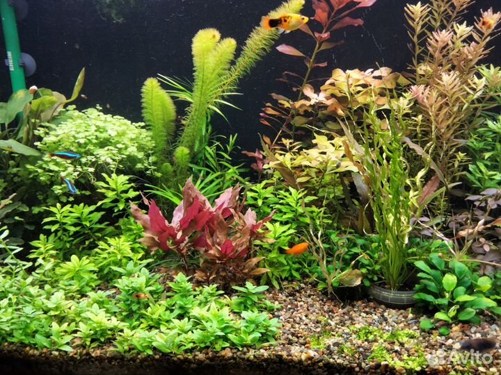 Продам аквариумные растения из своего аквариума