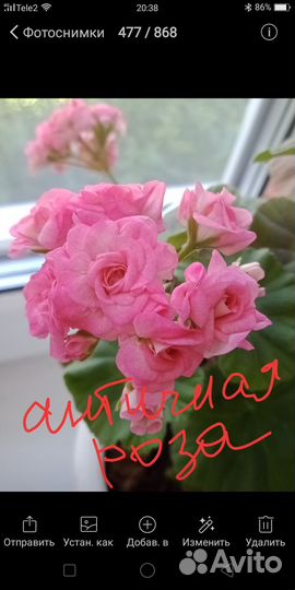 Пеларгония герань