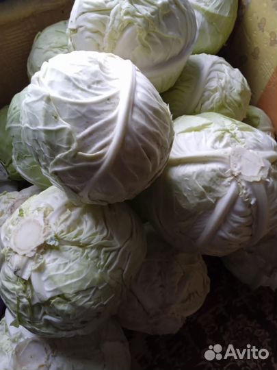 Капуста засолочная, урожай 2023 года