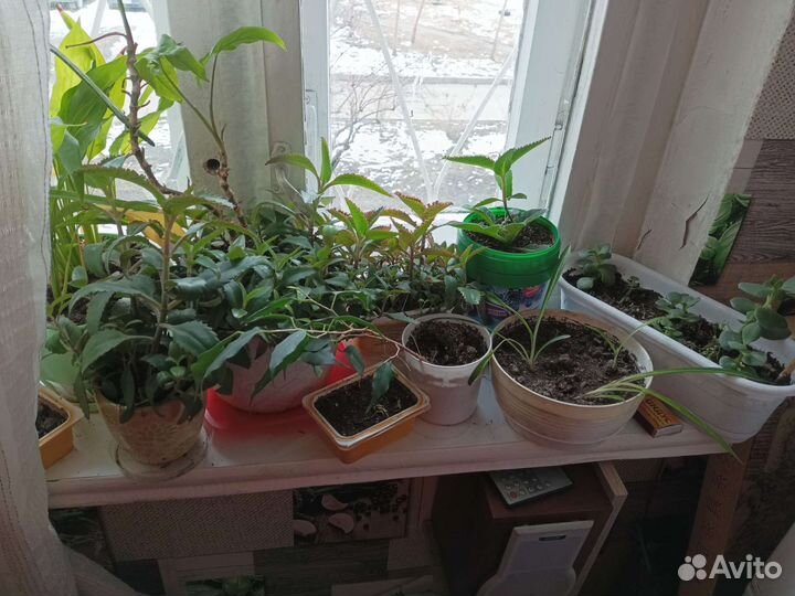 Цветы домашние