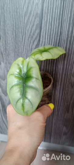 Алоказия реверса