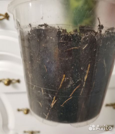 Сансевиерия Лауренти