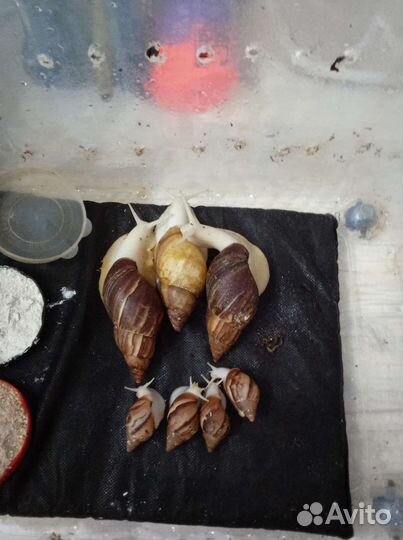 Улитки ахатины