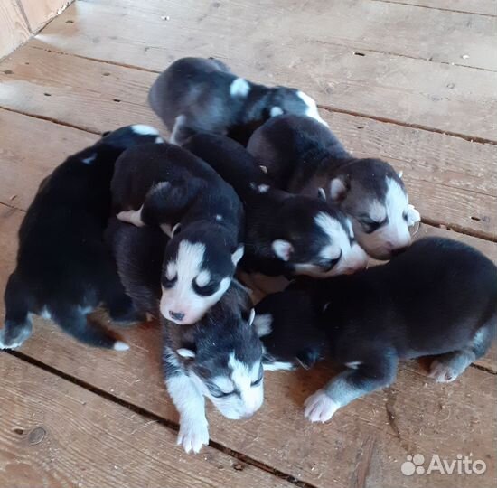 Щенки хаски