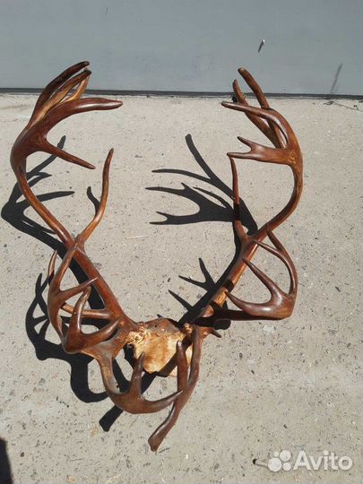 Рога оленя