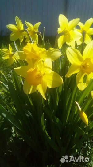 Рассада клубники