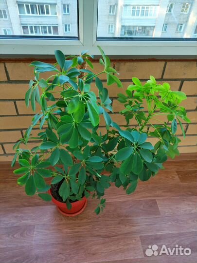 Шефлера 90 см