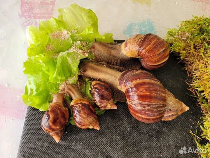 Улитки ахатины