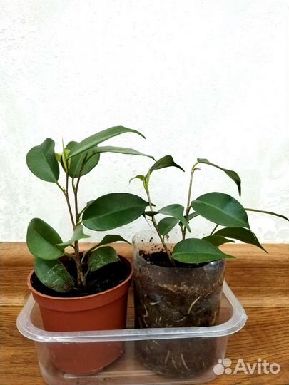 Фикус бенджамина