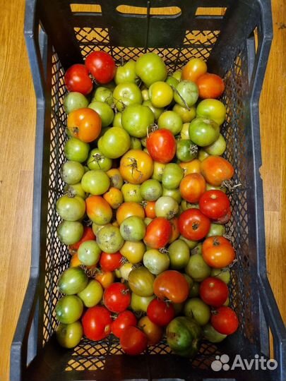 Помидоры домашние огурцы