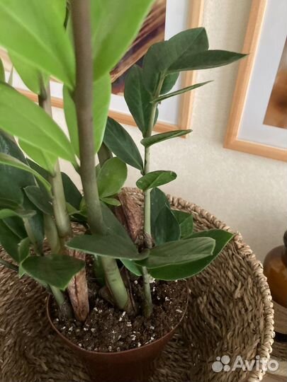 Замиокулькас/ денежное дерево