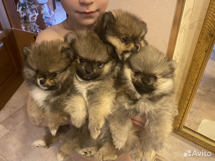 Щенки Шпица
