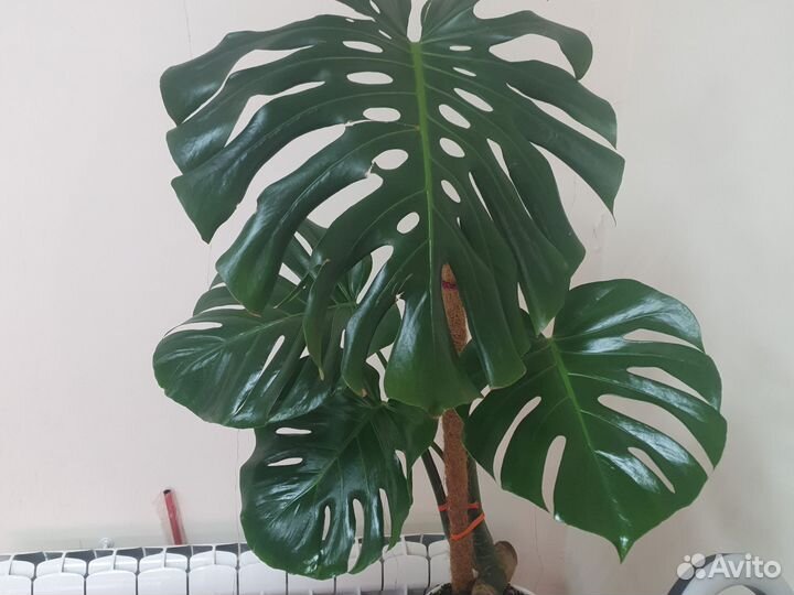 Монстера делициоза