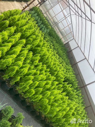 Хвойные и декоративные растения