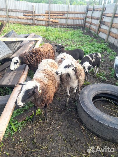 Навоз бесплатно самовывоз