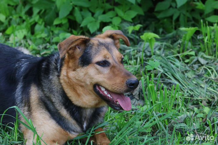 Собака Герда