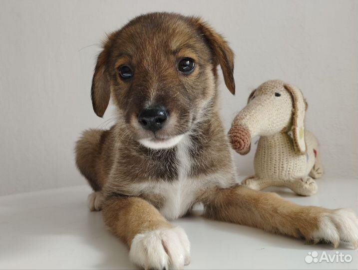 Щенок в добрые руки