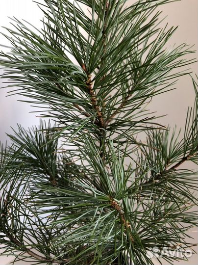 Корейский кедр 7 лет